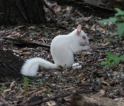 2016 06 11 WildLife MPLS 129